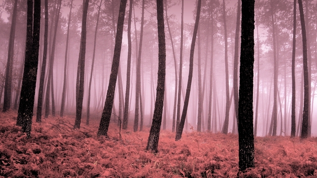 Facing challenges beyond imagination. like a pink forest